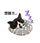 Oreo cat cat（個別スタンプ：8）