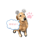 ゴールデンのやまとくん（個別スタンプ：3）