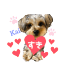 Yorkieカイくんスタンプ（個別スタンプ：1）