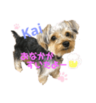 Yorkieカイくんスタンプ（個別スタンプ：2）