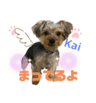 Yorkieカイくんスタンプ（個別スタンプ：3）