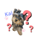Yorkieカイくんスタンプ（個別スタンプ：5）