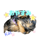 Yorkieカイくんスタンプ（個別スタンプ：6）