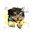 Yorkieカイくんスタンプ（個別スタンプ：7）