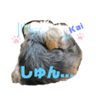 Yorkieカイくんスタンプ（個別スタンプ：8）