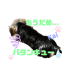 Yorkieカイくんスタンプ（個別スタンプ：9）