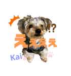 Yorkieカイくんスタンプ（個別スタンプ：10）