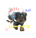 Yorkieカイくんスタンプ（個別スタンプ：11）
