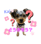 Yorkieカイくんスタンプ（個別スタンプ：12）