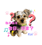 Yorkieカイくんスタンプ（個別スタンプ：13）