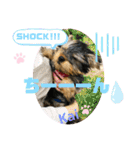 Yorkieカイくんスタンプ（個別スタンプ：14）