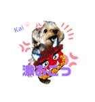 Yorkieカイくんスタンプ（個別スタンプ：15）