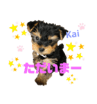 Yorkieカイくんスタンプ（個別スタンプ：16）