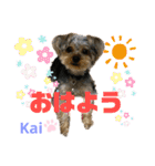 Yorkieカイくんスタンプ（個別スタンプ：17）