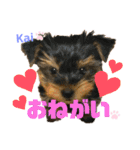 Yorkieカイくんスタンプ（個別スタンプ：18）