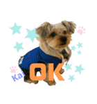 Yorkieカイくんスタンプ（個別スタンプ：19）