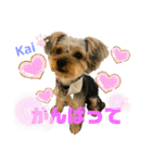Yorkieカイくんスタンプ（個別スタンプ：20）