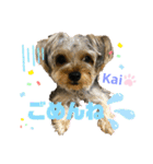 Yorkieカイくんスタンプ（個別スタンプ：21）