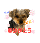 Yorkieカイくんスタンプ（個別スタンプ：22）