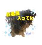 Yorkieカイくんスタンプ（個別スタンプ：23）