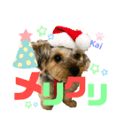 Yorkieカイくんスタンプ（個別スタンプ：24）