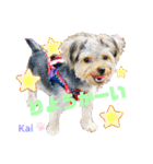 Yorkieカイくんスタンプ（個別スタンプ：25）
