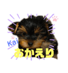 Yorkieカイくんスタンプ（個別スタンプ：26）