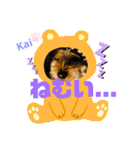 Yorkieカイくんスタンプ（個別スタンプ：27）