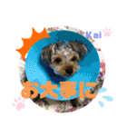 Yorkieカイくんスタンプ（個別スタンプ：28）