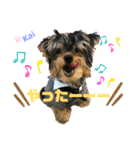 Yorkieカイくんスタンプ（個別スタンプ：29）