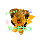 Yorkieカイくんスタンプ（個別スタンプ：30）