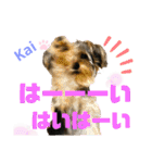 Yorkieカイくんスタンプ（個別スタンプ：31）
