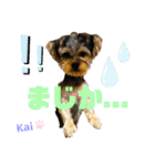 Yorkieカイくんスタンプ（個別スタンプ：32）