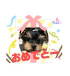 Yorkieカイくんスタンプ（個別スタンプ：34）
