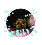 Yorkieカイくんスタンプ（個別スタンプ：35）