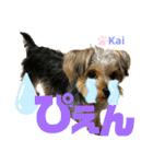 Yorkieカイくんスタンプ（個別スタンプ：36）