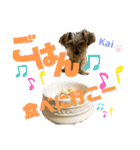 Yorkieカイくんスタンプ（個別スタンプ：37）