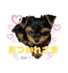 Yorkieカイくんスタンプ（個別スタンプ：38）