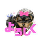 Yorkieカイくんスタンプ（個別スタンプ：39）