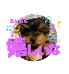 Yorkieカイくんスタンプ（個別スタンプ：40）