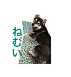 毎日黒柴はなちゃん2（個別スタンプ：2）
