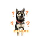 毎日黒柴はなちゃん2（個別スタンプ：4）