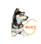 毎日黒柴はなちゃん2（個別スタンプ：6）