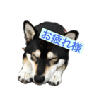 毎日黒柴はなちゃん2（個別スタンプ：7）