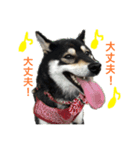 毎日黒柴はなちゃん2（個別スタンプ：8）