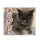猫のサクヤさん（個別スタンプ：1）