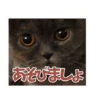 猫のサクヤさん（個別スタンプ：2）