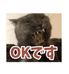 猫のサクヤさん（個別スタンプ：3）