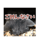 猫のサクヤさん（個別スタンプ：4）