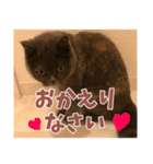 猫のサクヤさん（個別スタンプ：5）